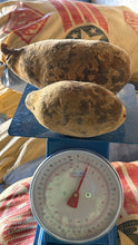 Load image into Gallery viewer, Baobab in Shell/ 2 pounds