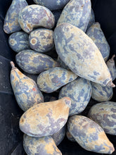 Load image into Gallery viewer, Baobab in Shell/ 2 pounds