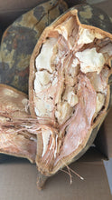 Load image into Gallery viewer, Baobab in Shell/ 2 pounds
